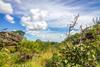 cerrado vegetation brazil savanna deforestation esg