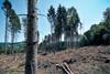 Spruce forests across central Europe have been ravaged by bark beetles