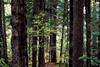 Nature in numbers