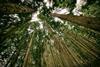 PFZW takes stake in green bonds
