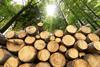 forest logs