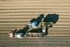 potatoe harvest netherlands