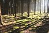 AXA IM RA Forestry