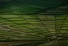 green fields