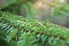 UB Nordic Forest Funds