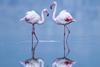 Biodiversity in the Balance